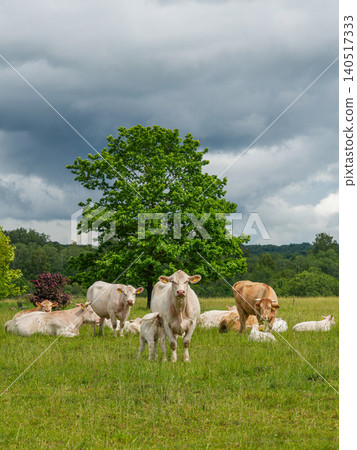 Herd of cattle with calf grazing on green summer pasture beneath dramatic cloudy countryside sky Herd of cattle with calf grazing on green summer pasture beneath dramatic cloudy countryside sky 140517333
