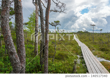 Wooden boardwalk crossing Dunika Bog in Latvia under dramatic summer clouds and open wetland sky Wooden boardwalk crossing Dunika Bog in Latvia under dramatic summer clouds and open wetland sky 140517340