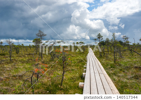 Wooden Boardwalk Across Dunika Bog in Latvia Beneath Dramatic Clouds and Summer Wetland Views Wooden Boardwalk Across Dunika Bog in Latvia Beneath Dramatic Clouds and Summer Wetland Views 140517344