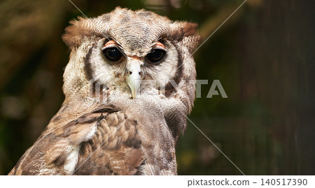 Bird, owl and relax in outdoors, wildlife and nocturnal animal in zoo enclosure or aviary sanctuary. Animal, peace and calm predator in nature or forest and closeup, relax and fly creature outside Bird, owl and relax in outdoors, wildlife and nocturnal animal in zoo enclosure or aviary sanctuary. Animal, peace and calm predator in nature or forest and closeup, relax and fly creature outside 140517390