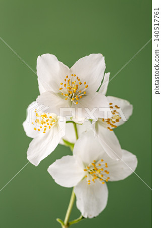white jasmine flowers for botanical design and branding white jasmine flowers for botanical design and branding 140517761