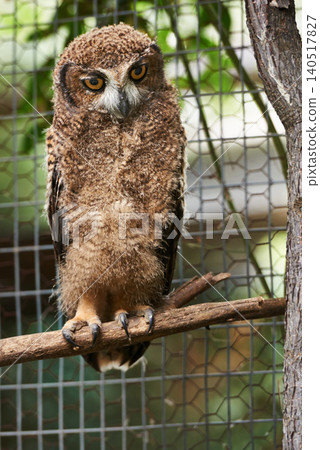 Animal, zoo and bird with owl in nature for environment, wildlife and predator. Farm, endangered species and habitat with wood in outdoors of park sanctuary for curious, mammal and exotic aviary Animal, zoo and bird with owl in nature for environment, wildlife and predator. Farm, endangered species and habitat with wood in outdoors of park sanctuary for curious, mammal and exotic aviary 140517827