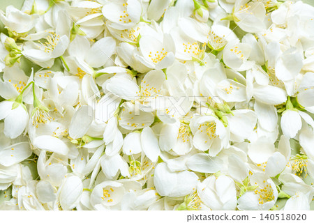 White Jasmine petals and flowers texture White Jasmine petals and flowers texture 140518020