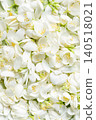 White Jasmine petals and flowers texture 140518021