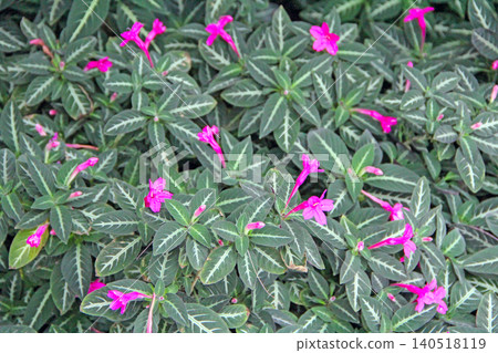 Ruellia devosiana blooming with pink flowers and striped green leaves background 140518119