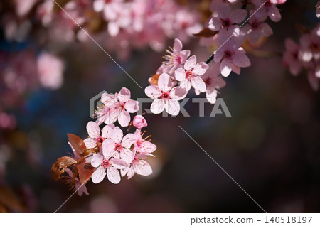 Sakura Cherry Blossom Bloom Pink Spring Nature Flowers Sakura Cherry Blossom Bloom Pink Spring Nature Flowers 140518197