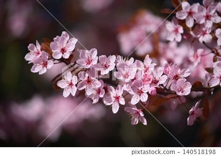 Sakura Cherry Blossom Bloom Pink Spring Nature Flowers Sakura Cherry Blossom Bloom Pink Spring Nature Flowers 140518198