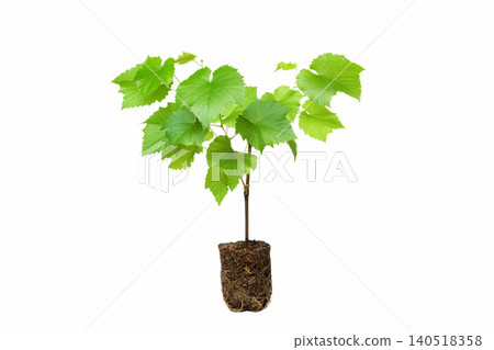 young green grape seedling with an open root system on a white background 140518358