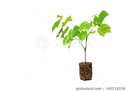 green grape seedling with soil shifted to the right side on a white background green grape seedling with soil shifted to the right side on a white background 140518359