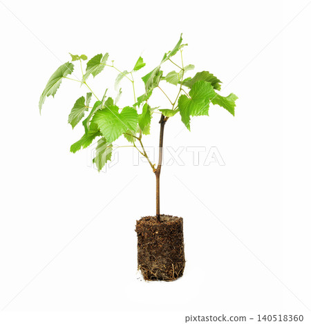 small bush of young grape with developed root in the center on a white background small bush of young grape with developed root in the center on a white background 140518360