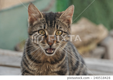 Close up portrait of cute tabby cat with open mouth meowing or hissing and looking directly into the camera on blurred outdoor background Close up portrait of cute tabby cat with open mouth meowing or hissing and looking directly into the camera on blurred outdoor background 140518428