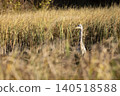 Bird in the water. Grey Heron, Ardea cinerea, bird sitting in the yellow marsh, animal in the nature. 140518588