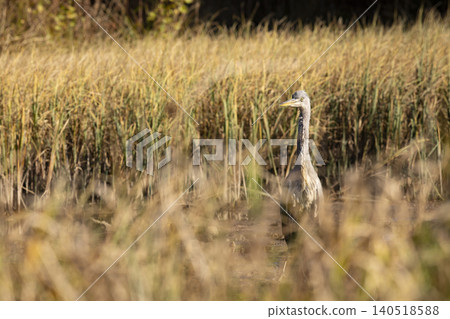 Bird in the water. Grey Heron, Ardea cinerea, bird sitting in the yellow marsh, animal in the nature. 140518588