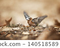 Eurasian chaffinch (Fringilla coelebs). Photographed in the Czech Republic. Autumn nature. From bird life. Passerine bird in nature habitat 140518589