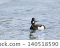 The tufted duck -or tufted pochard - Aythya fuligula - male small duck from Czech republic 140518590