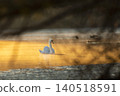 Mute swan (Cygnus olor) floating on the lake in a beautiful spring sunset. Czech republic 140518591