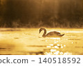 Mute swan (Cygnus olor) floating on the lake in a beautiful spring sunset. Czech republic 140518592