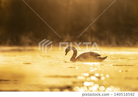 Mute swan (Cygnus olor) floating on the lake in a beautiful spring sunset. Czech republic 140518592