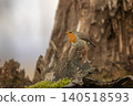European Robin, Erithacus rubecula, orange songbird perched on tree trung with nice autumn background. Nice bird in the nature habitat 140518593
