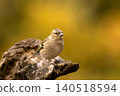 Eurasian chaffinch (Fringilla coelebs). Photographed in the Czech Republic. Autumn nature. From bird life. Passerine bird in nature habitat 140518594