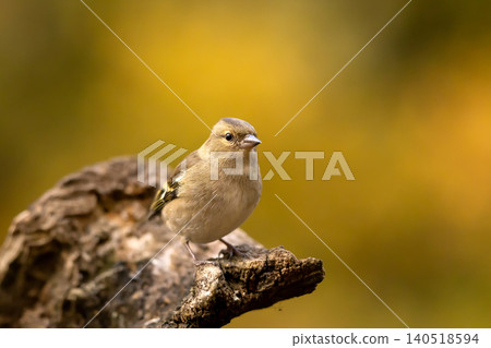 Eurasian chaffinch (Fringilla coelebs). Photographed in the Czech Republic. Autumn nature. From bird life. Passerine bird in nature habitat Eurasian chaffinch (Fringilla coelebs). Photographed in the Czech Republic. Autumn nature. From bird life. Passerine bird in nature habitat 140518594