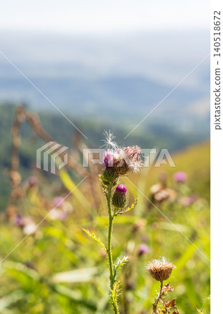 Carduus plant with purple flowers, family Asteraceae, and the tribe Cardueae. Carduus plant with purple flowers, family Asteraceae, and the tribe Cardueae. 140518672