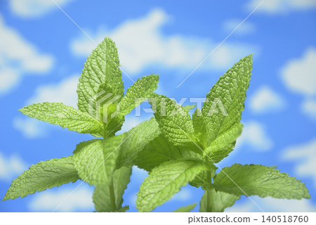 藍天和草藥 藍天和草藥 140518760