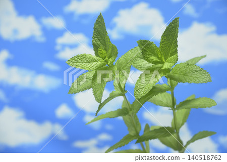 藍天和草藥 藍天和草藥 140518762