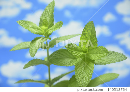 Blue sky and herbs 140518764