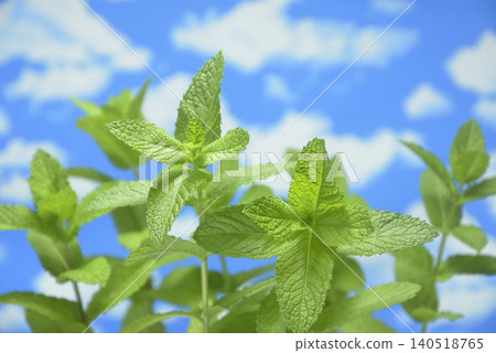Blue sky and herbs 140518765