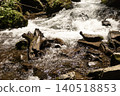 Driftwood in rushing mountain stream over rocks temp_cdp_6351f198jpg 140518853