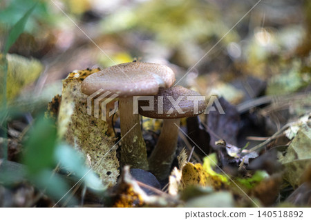 Two honey fungus mushrooms among colorful autumn leaves 140518892