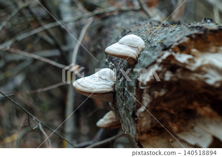 White tinder bracket fungus on fallen decaying birch log White tinder bracket fungus on fallen decaying birch log 140518894