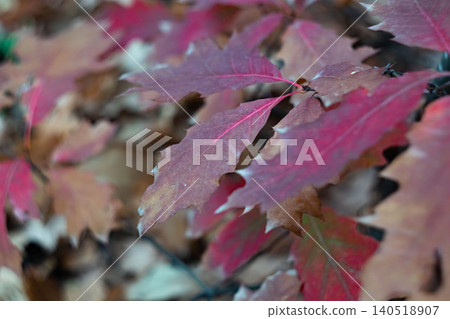 Deep magenta red oak leaves closeup vivid autumn color Deep magenta red oak leaves closeup vivid autumn color 140518907