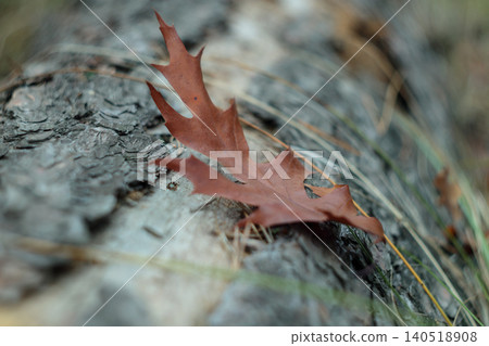 Single dry brown oak leaf resting on grey bark log 140518908