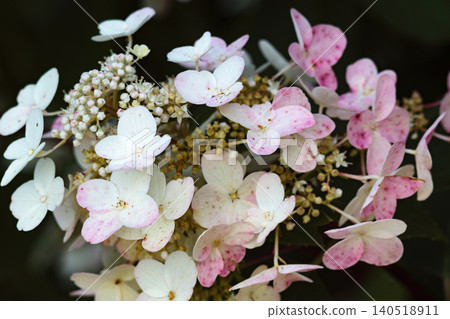 Hydrangea pink white petals macro detail dark background Hydrangea pink white petals macro detail dark background 140518911