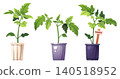 Set of Tomato Seedlings in Different Colored Pots. Young Plants with Green Leaves and Wooden Marker on White Background. Perfect for Gardening Guide, Plant Care Tutorial or Educational Material 140518952