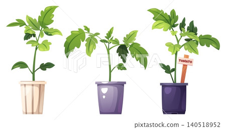 Set of Tomato Seedlings in Different Colored Pots. Young Plants with Green Leaves and Wooden Marker on White Background. Perfect for Gardening Guide, Plant Care Tutorial or Educational Material Set of Tomato Seedlings in Different Colored Pots. Young Plants with Green Leaves and Wooden Marker on White Background. Perfect for Gardening Guide, Plant Care Tutorial or Educational Material 140518952