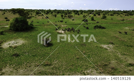 Drone Footage Shows Herds Migrating Across Expansive Grasslands With Dust Clouds And Scattered Trees. Media Drone Footage Shows Herds Migrating Across Expansive Grasslands With Dust Clouds And Scattered Trees. Media 140519126