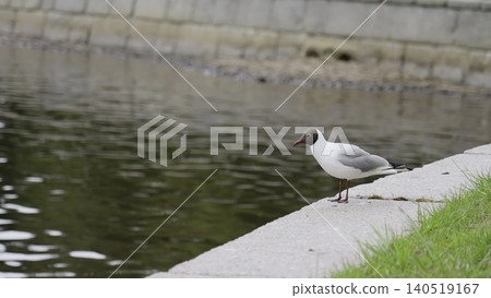 Urban Park Scene Shows Attentive Gull Preparing To Dive Into Rippled Water Surface For Filming . Clip Urban Park Scene Shows Attentive Gull Preparing To Dive Into Rippled Water Surface For Filming . Clip 140519167