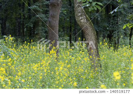 Bright yellow wild flowers blooming in a lush green forest glade Bright yellow wild flowers blooming in a lush green forest glade 140519177