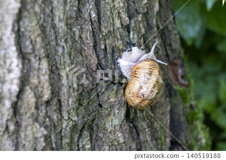 Grape snail crawling vertically on a rough tree bark, close-up shot Grape snail crawling vertically on a rough tree bark, close-up shot 140519188