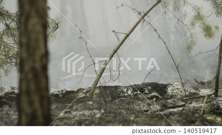 Burnt Woodland Scene. Fireside Woodland Landscape Marked By Smoldering Debris And Quiet Recovery. Stock Clip Burnt Woodland Scene. Fireside Woodland Landscape Marked By Smoldering Debris And Quiet Recovery. Stock Clip 140519417