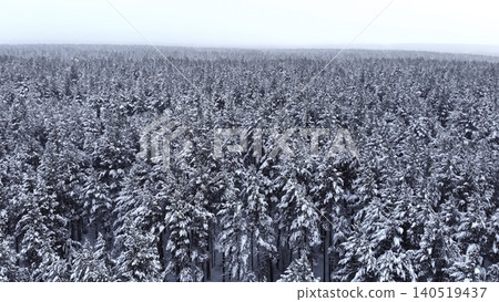 Aerial View Of Snowcovered Pine Forest. Expansive Snowy Treetops Stretch Across Dense Forest Canopy. Media 140519437