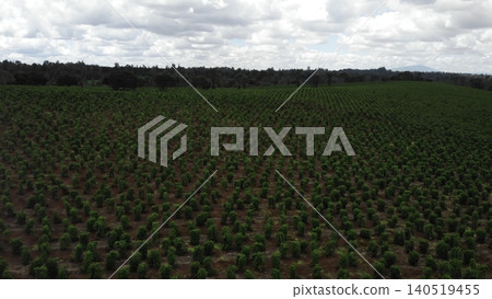 Peaceful Agricultural Scene Featuring Dense Palm Trees Extending Toward Distant Horizons Beneath Cloudy Skies. Media 140519455