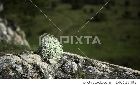 Cluster Of Small Blooms On Rough Stone. Delicate White Blossoms Nestled Within Rugged Mountain Crevice. Media Cluster Of Small Blooms On Rough Stone. Delicate White Blossoms Nestled Within Rugged Mountain Crevice. Media 140519492