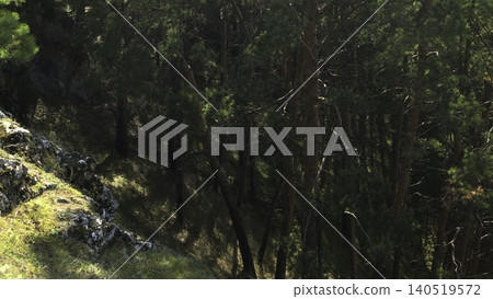 Bright Pine Woods With Rocks. Secluded Ravine Surrounded By Mossy Boulders And Shaded Greenery. Media Bright Pine Woods With Rocks. Secluded Ravine Surrounded By Mossy Boulders And Shaded Greenery. Media 140519572