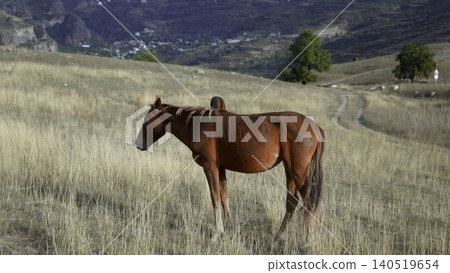 Horse In Field, Lone Brown Mare Feeds Peacefully Amidst Tall Grasses Beneath Sprawling Mountain Sky. Creative Horse In Field, Lone Brown Mare Feeds Peacefully Amidst Tall Grasses Beneath Sprawling Mountain Sky. Creative 140519654