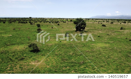Tall Giraffe Among Sparse Acacia, Spotted Giraffe Moves Gently Through Expansive Savanna Landscape. Media Tall Giraffe Among Sparse Acacia, Spotted Giraffe Moves Gently Through Expansive Savanna Landscape. Media 140519657