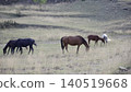 Horses Enjoying Freedom. Pastoral Scene With Grazing Horses. Calm Evening With Horses In Open Meadow . Creative 140519668